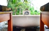 Туры в отель Kubu Bali Baik Villa & Resort