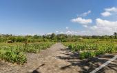 Туры в отель Swan Paradise a Pramana Experience