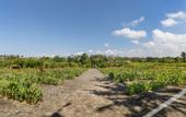 Туры в отель Swan Paradise a Pramana Experience