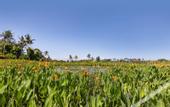 Туры в отель Swan Paradise a Pramana Experience