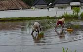 Туры в отель Korurua Dijiwa Ubud
