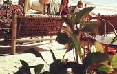 Туры в отель Sipano Beach Lodge Kiwengwa