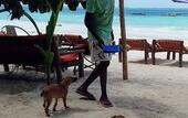 Туры в отель Sipano Beach Lodge Kiwengwa