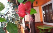 Туры в отель Sipano Beach Lodge Kiwengwa