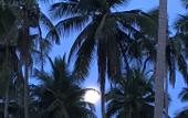 Туры в отель Blue Waters Arugambay