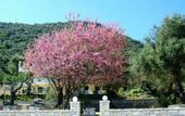 Туры в отель Corfu Apartments by the Beach