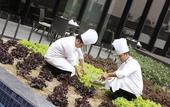 Туры в отель Novotel New Delhi Aerocity