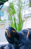 Туры в отель The Siam Place Pool Villa
