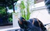 Туры в отель The Siam Place Pool Villa