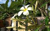 Туры в отель The Siam Place Pool Villa