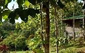 Туры в отель Sepilok Jungle Resort