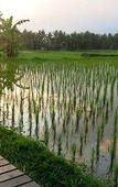 Туры в отель Bali Harmony Villas