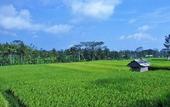 Туры в отель Temuku Villas Ubud