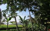Туры в отель Temuku Villas Ubud