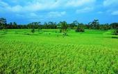 Туры в отель Temuku Villas Ubud