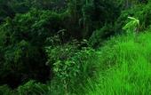 Туры в отель Temuku Villas Ubud