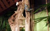 Туры в отель Green Bird Villa