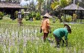 Туры в отель Anumana Village Ubud