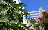 Туры в отель Muskebi Apart Hotel
