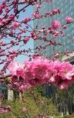 Туры в отель Sheraton Qingdao Jiaozhou