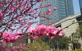 Туры в отель Sheraton Qingdao Jiaozhou