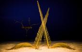 Туры в отель Pavona Maldives