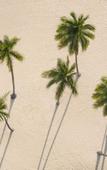 Туры в отель Paradisus Grand Cana - All Suites
