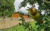 Туры в отель Lycia Nature House