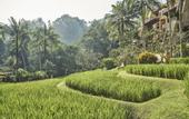 Туры в отель Four Seasons Resort Bali at Sayan