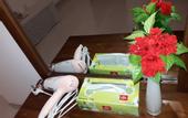 Туры в отель Sigiri Hibiscus Villa