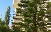 Туры в отель Frank Apartments