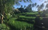 Туры в отель Puri Raya Villa Ubud
