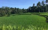 Туры в отель Puri Raya Villa Ubud