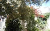 Туры в отель House With Garden Wala