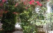 Туры в отель House With Garden Wala