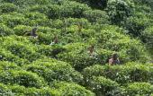 Туры в отель 08 Acre Private Tea Estate Close To Galle