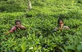 Туры в отель 08 Acre Private Tea Estate Close To Galle
