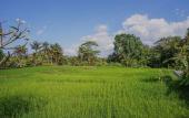 Туры в отель Nayaka Living Ubud
