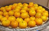 Туры в отель Oranges  Hotel (Guangzhou Shiling Leather City Store)