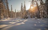 Туры в отель Yolki Lesnoy Park-Hotel