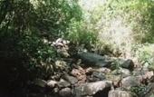Туры в отель Thalagala Oya Resort