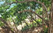 Туры в отель Velora Bay Koh Jum