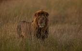 Туры в отель The Ritz-Carlton, Masai Mara Safari Camp