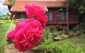 Туры в отель Chiangmai Royal Creek