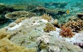 Туры в отель Raja Ampat Dive Lodge