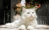 Туры в отель Albergo Gatto Bianco