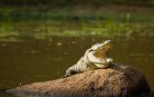 Туры в отель Mahoora Tented Safari Camp Udawalawe