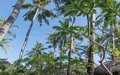 Туры в отель Palm Garden Amed Beach & Spa Resort Bali