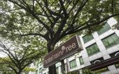Туры в отель Raintree Hotel