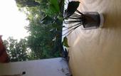 Туры в отель Green leaf cabanas